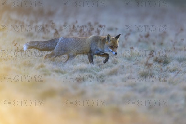 Red fox (Vulpes vulpes), foraging in a meadow, Swabian Alb biosphere reserve, Baden-Württemberg, Germany