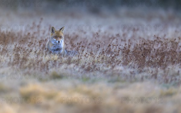Red fox (Vulpes vulpes), securing in the last light, Swabian Alb biosphere reserve, Baden-Württemberg, Germany