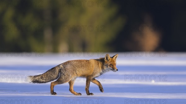 Red fox (Vulpes vulpes), foraging in a meadow covered with snow, Swabian Alb biosphere reserve, Baden-Württemberg, Germany