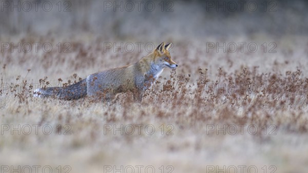 Red fox (Vulpes vulpes), securing in the last light in a meadow, Swabian Alb biosphere reserve, Baden-Württemberg, Germany