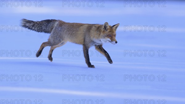 Red fox (Vulpes vulpes), jumping on a meadow covered with snow, Swabian Alb biosphere reserve, Baden-Württemberg, Germany