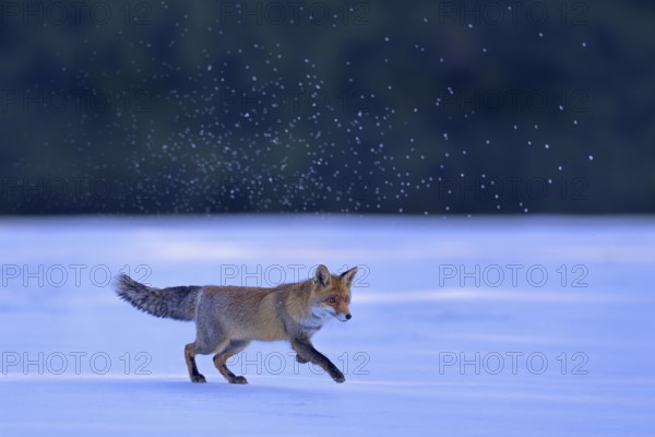 Red fox (Vulpes vulpes), jumping fox on a snow-covered meadow with snow crystals, Swabian Alb biosphere reserve, Baden-Württemberg, Germany