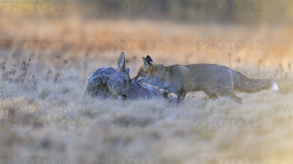 Red fox (Vulpes vulpes), at last light, roe deer (Capreolus capreolus), roadkill, Swabian Alb biosphere reserve, Baden-Württemberg, Germany