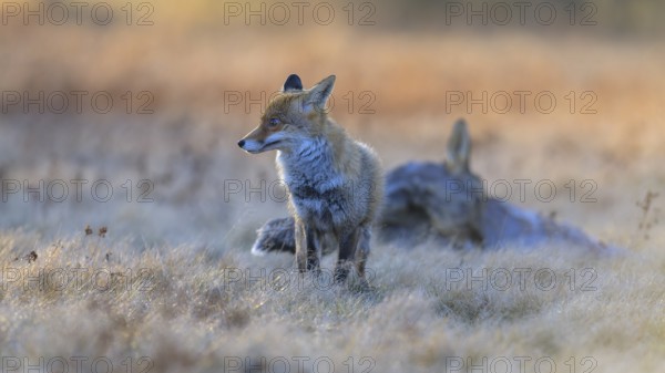 Red fox (Vulpes vulpes), securing at the leach in the last light, roe deer (Capreolus capreolus), road casualty, Swabian Alb biosphere reserve, Baden-Württemberg, Germany