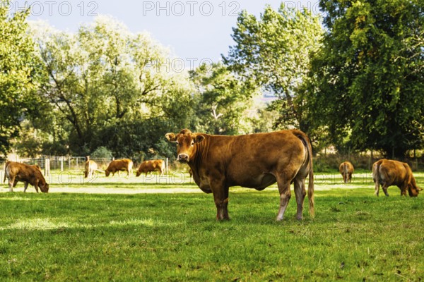 Bulls and Cows on Scottish Borders Farms, Scotland, UK