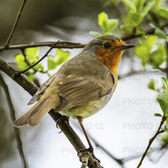 European Robinin in his environment. His Latin name is Erithacus rubecula