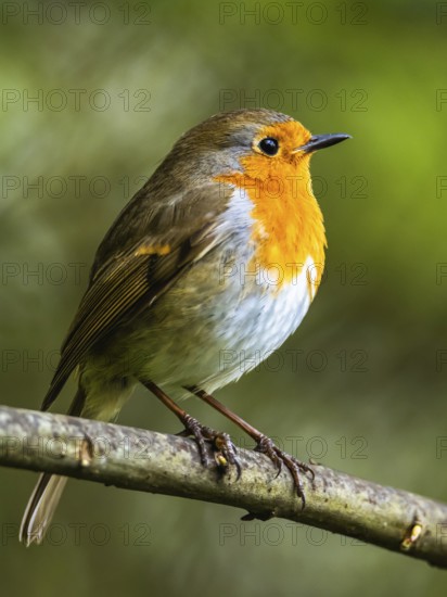 European Robinin in his environment. His Latin name is Erithacus rubecula