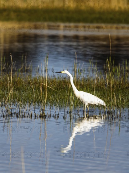 Great White Egret, Ardea alba, bird in hunting on marshes