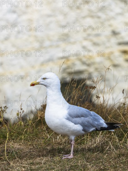 Herring Gull, Sea Gull, Gulls on Dorset cliff, England, United Kingdom