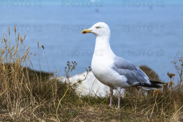 Herring Gull, Sea Gull, Gulls on Dorset cliff, England, United Kingdom