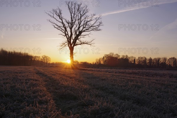 Landscape, winter, sunrise, tree, meadow, hoarfrost, cold, North Rhine-Westphalia, Germany