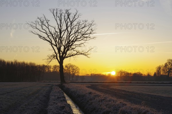 Landscape, winter, sunrise, stream, tree, colored, North Rhine-Westphalia, Germany