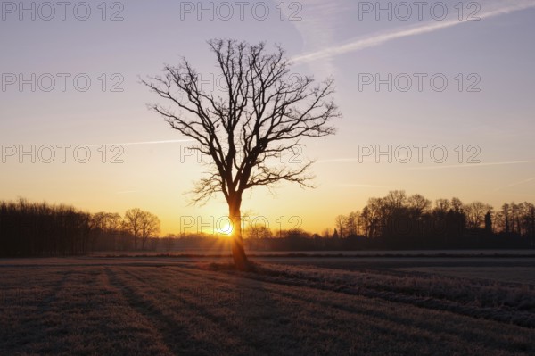 Landscape, winter, sunrise, tree, meadow, sky, North Rhine-Westphalia, Germany