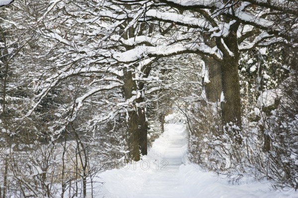 Oak avenue (Quercus robur), hiking trail, walking path, winter landscape, Penzberg, Upper Bavaria, Germany