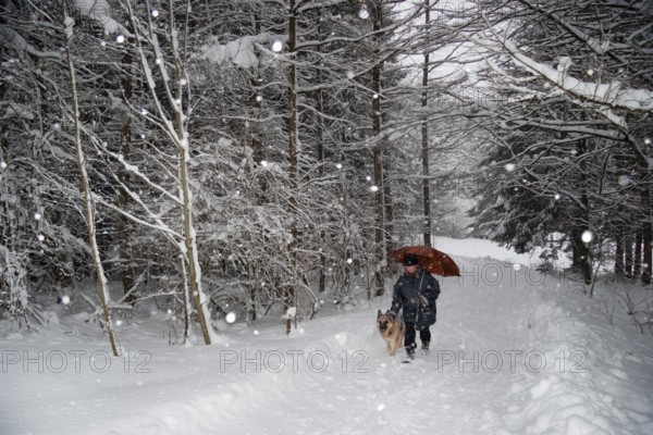 Woman with German Shepherd and Umbrella, Walking with Snow, Forest Trail, Winter, Upper Bavaria, Germany