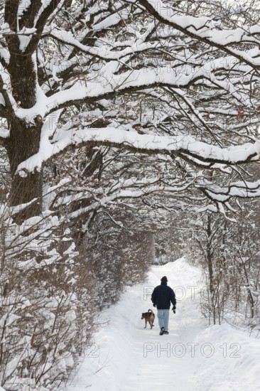 Man with dog walking, deep snow, snowy trees, path, ravine, winter, Upper Bavaria, Germany