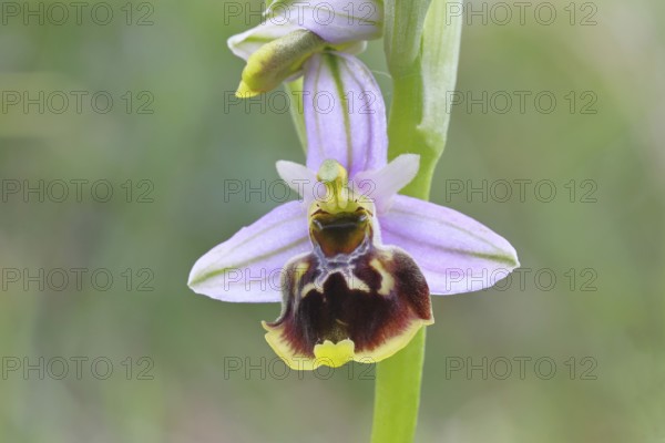 Bee orchid (Ophrys apivera), single flower, close-up, at the edge of a field hedge, North Rhine-Westphalia, Germany