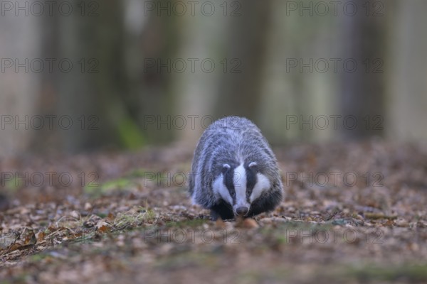 European badger (Meles meles), foraging in a beech forest, Swabian Alb biosphere reserve, Baden-Württemberg, Germany