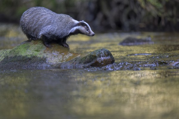 European badger (Meles meles), sitting on a stone in a stream in the last light, deciduous tree is reflected in the water, Swabian Alb biosphere reserve, Baden-Württemberg, Germany