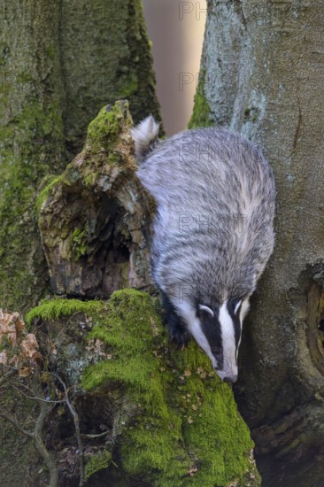 European badger (Meles meles), foraging on the trunk of an old beech tree, beech forest, Swabian Alb biosphere reserve, Baden-Württemberg, Germany