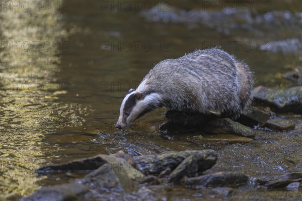 European badger (Meles meles), foraging on the banks of a stream in the last light, deciduous tree reflected in the water, Swabian Alb biosphere reserve, Baden-Württemberg, Germany
