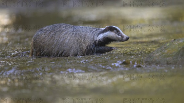 European badger (Meles meles), crossing stream in last light, deciduous tree reflected in water, Swabian Alb biosphere reserve, Baden-Württemberg, Germany