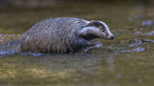 European badger (Meles meles), crossing a stream in the last light, deciduous tree is reflected in the water, Swabian Alb biosphere reserve, Baden-Württemberg, GermanyEuropean badger (Meles meles), crossing a stream in the last light