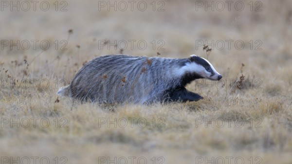 European badger (Meles meles), foraging in a meadow, Swabian Alb biosphere reserve, Baden-Württemberg, Germany