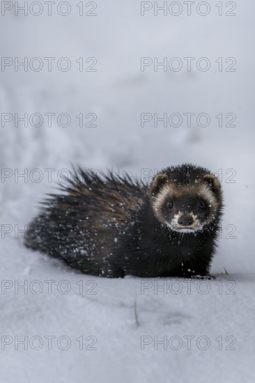 Moving around in closed snow cover is difficult for the European polecat (Mustela putorius), snow, winter, cold, frost, snowfall, Denmark