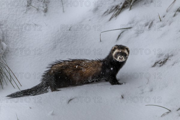 The squeak of a mouse gives the European polecat (Mustela putorius) pause, snow, winter, cold, frost, snowfall, Denmark