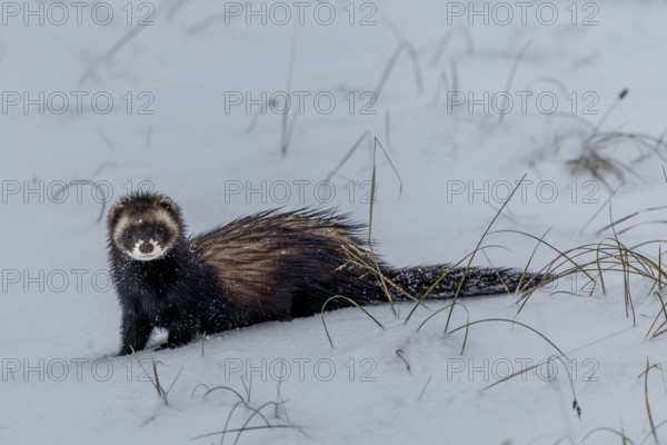 The European polecat (Mustela putorius) likes to hunt along the banks of bodies of water or in dense vegetation, it tries to avoid open snowy areas, snow, winter, cold, frost, snowfall, Denmark