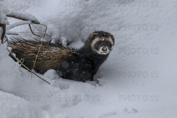 The inspection of a small cave in a tree root for prey ends unsuccessfully for the European polecat (Mustela putorius), snow, winter, cold, frost, snowfall, Denmark