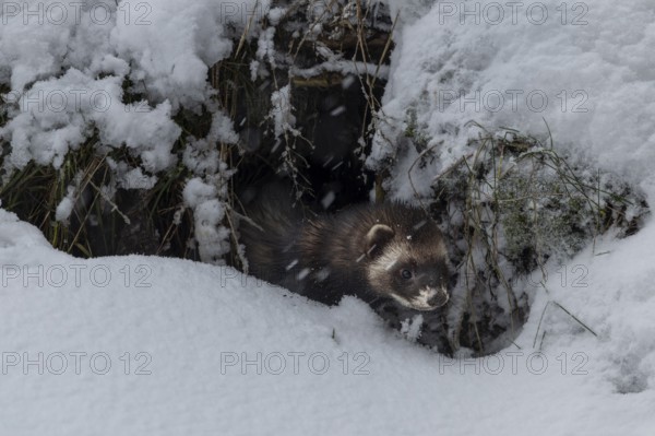A European polecat (Mustela putorius) inspects a cave in search of prey, but without hunting success, snow, winter, cold, frost, snowfall, Denmark