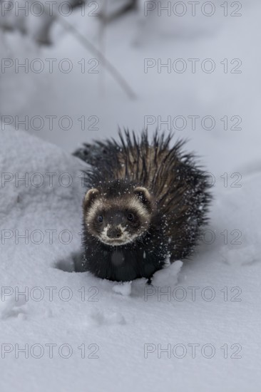 Hunting is no easy task for the European polecat (Mustela putorius) when the snow cover is closed, snow, winter, cold, frost, snowfall, Denmark