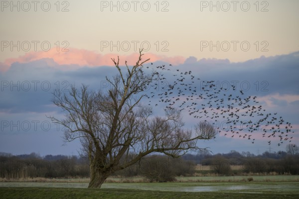 A flock of starlings (Sturnus vulgaris) flies into a bare willow (Salix spec.) standing at the wheel of wet grassland meadows at sunset, Dümmer nature park Park, Lower Saxony, Germany