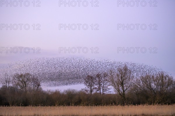 A flock of starlings (Sturnus vulgaris) forms impressive patterns in front of a colourful sky at sunset, Dümmer nature park Park, Lower Saxony, Germany