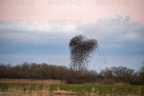 A flock of starlings (Sturnus vulgaris) draws a dynamic heart-shaped form in the sky, Dümmer nature park Park, Lower Saxony, Germany
