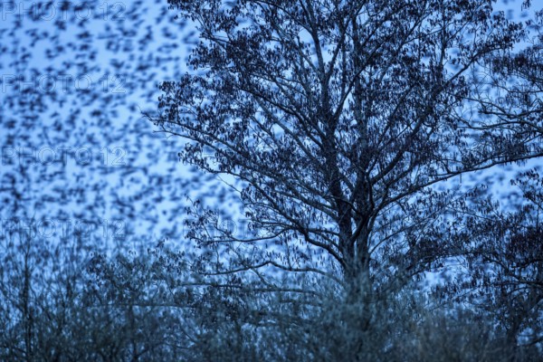 A flock of starlings (Sturnus vulgaris) flies from a tree against a blue-coloured evening sky at sunset, Dümmer nature park Park, Lower Saxony, Germany