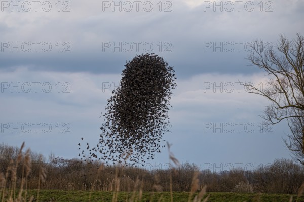 A flock of starlings (Sturnus vulgaris) draws a dynamic shape in the sky, Dümmer nature park Park, Lower Saxony, Germany