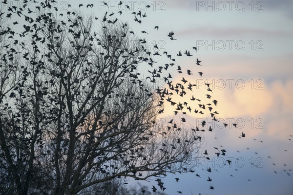 A flock of starlings (Sturnus vulgaris) flying from a tree in front of a colourful sky at sunset, Dümmer nature park Park, Lower Saxony, Germany