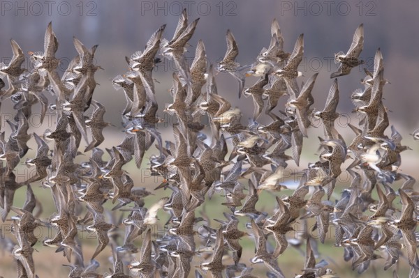 A dense flock of ruff (Calidris pugnax) flying synchronously in the same direction, Dümmer nature park Park, Lower Saxony, Germany