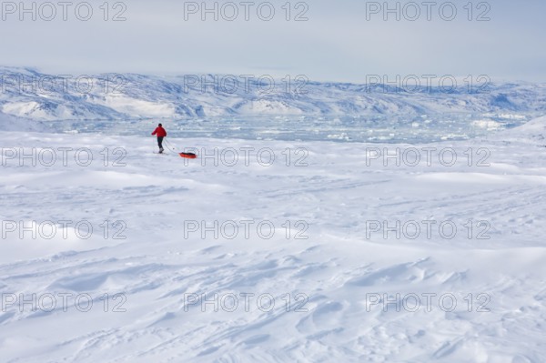 A tourist on a winter Arctic expedition skiing along Ikasartivaq Fjord, Sermersooq municipality, north of Ammassalik Island and facing Sermilik, Greenland, North America