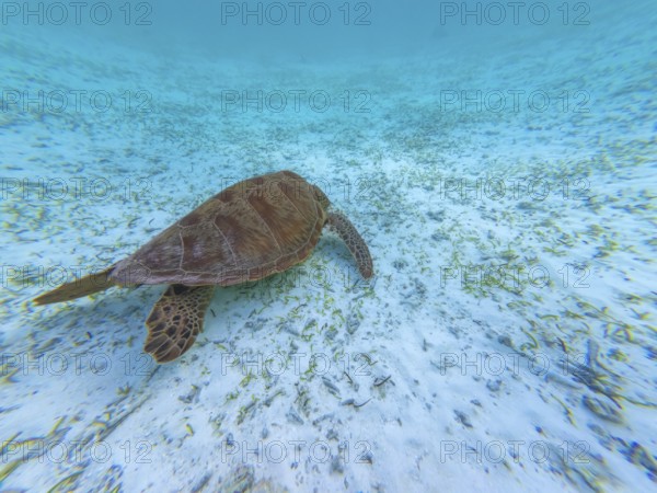 Green sea turtle gracefully navigating the clear, shallow turquoise waters of the indian ocean, observing marine life in its pristine underwater environment over seagrass patches
