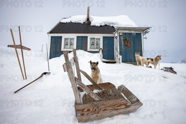 Greenlandic dogs outside a house in the village of Tiniteqilaaq, the village is one of five settlements around Ammassalik Island, located in the Sermersooq municipality on Ikasativaq Fjord, north of Ammassalik Island and facing Sermilik, Greenland, North America