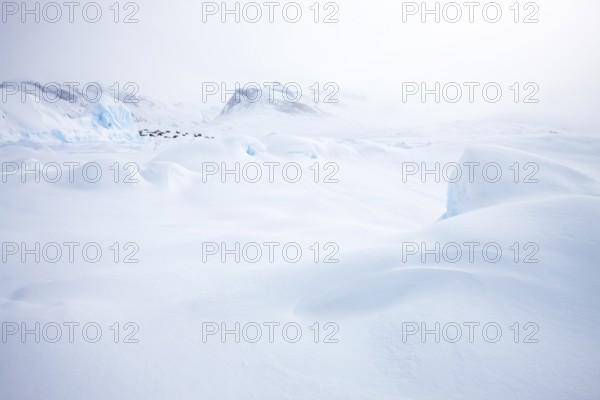 Tiniteqilaaq covered in snow during winter. The village is one of five settlements around Ammassalik Island, located in the Sermersooq municipality on Ikasativaq Fjord, north of Ammassalik Island and facing Sermilik, Greenland, North America