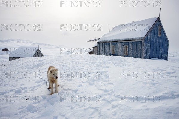 Greenlandic dog outside a house in the village of Tiniteqilaaq, the village is one of five settlements around Ammassalik Island, located in the Sermersooq municipality on Ikasativaq Fjord, north of Ammassalik Island and facing Sermilik, Greenland, North America