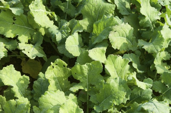 Winter rape, wintering, frost-resistant green manure plant, promotes the biological activity of the soil