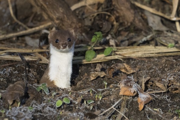 An ermine (Mustela erminea) looks out attentively from its den on a leaf-covered forest floor, Hesse, Germany