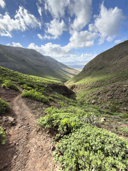 View of the green valley of Risco de Famara against a blue sky with white clouds, Caleta de Famara, Lanzarote, Canary Islands, Spain