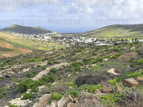 Valley of 1000 Palms, Haria, Lanzarote, Canary Islands, Spain
